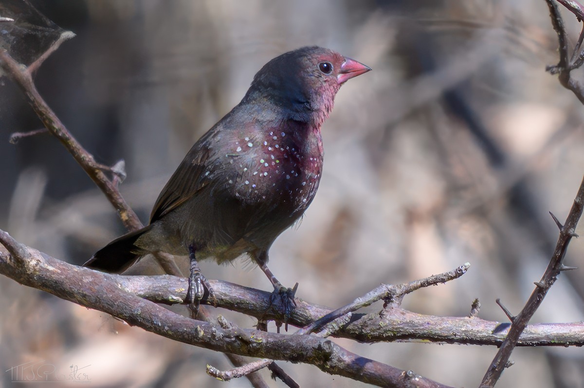 Red-billed Firefinch - ML646617085
