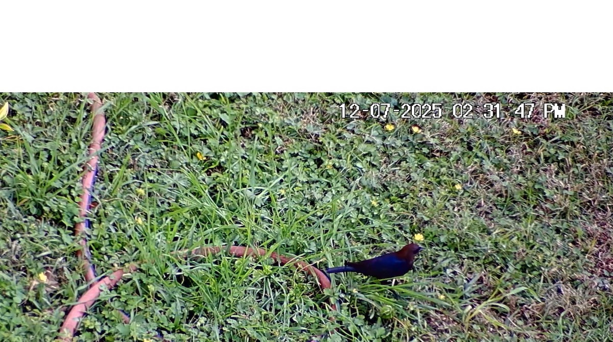 Braunkopf-Kuhstärling - ML646617095