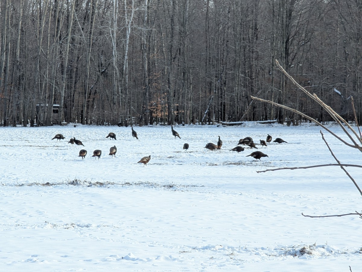 シチメンチョウ - ML646617096