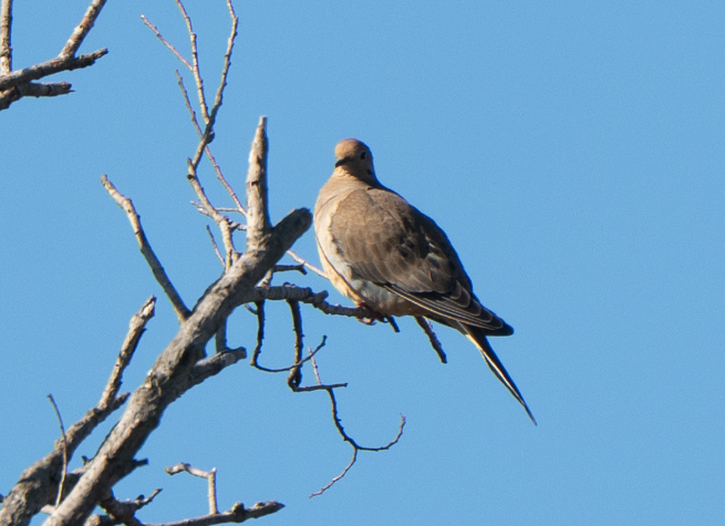 hrdlička karolínská - ML646617098