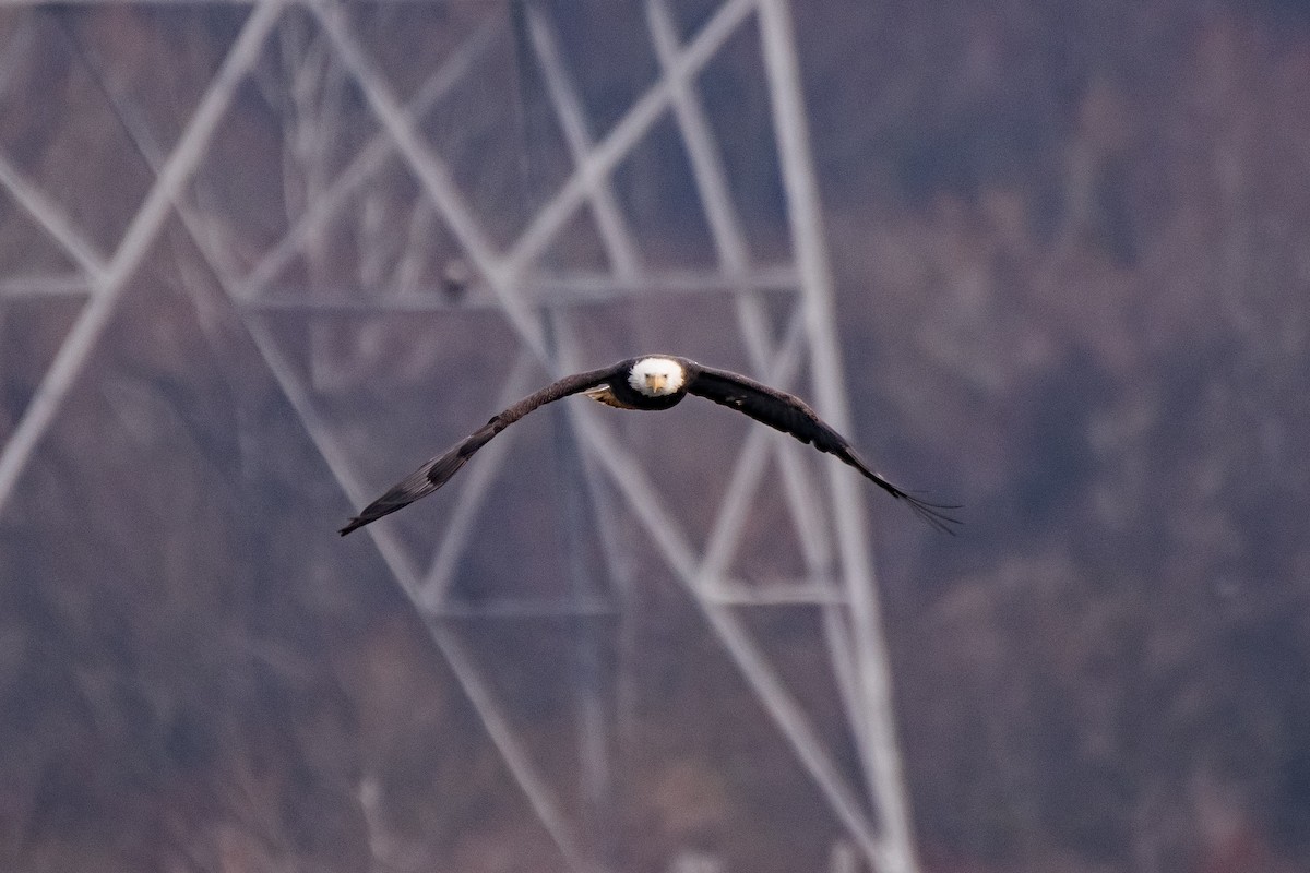 Bald Eagle - ML646617099
