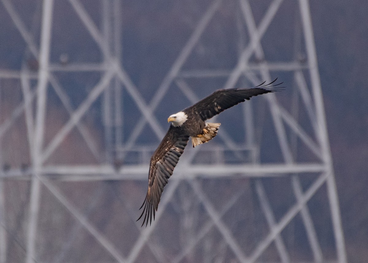 Bald Eagle - ML646617100