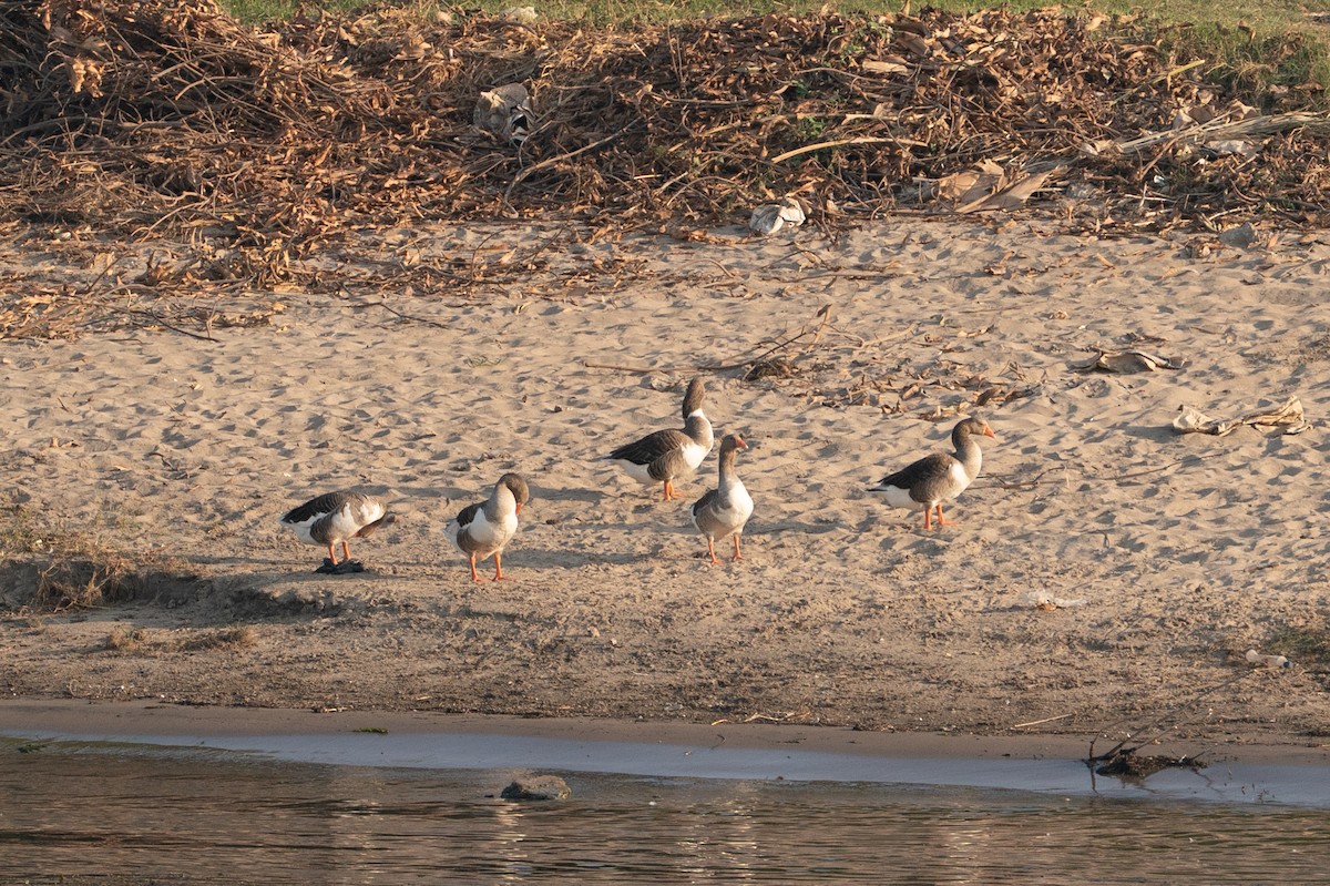 grågås (domestisert) - ML646617101