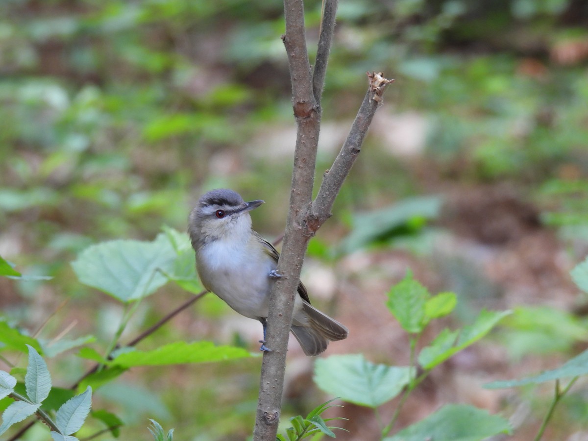 Red-eyed Vireo - ML646617102