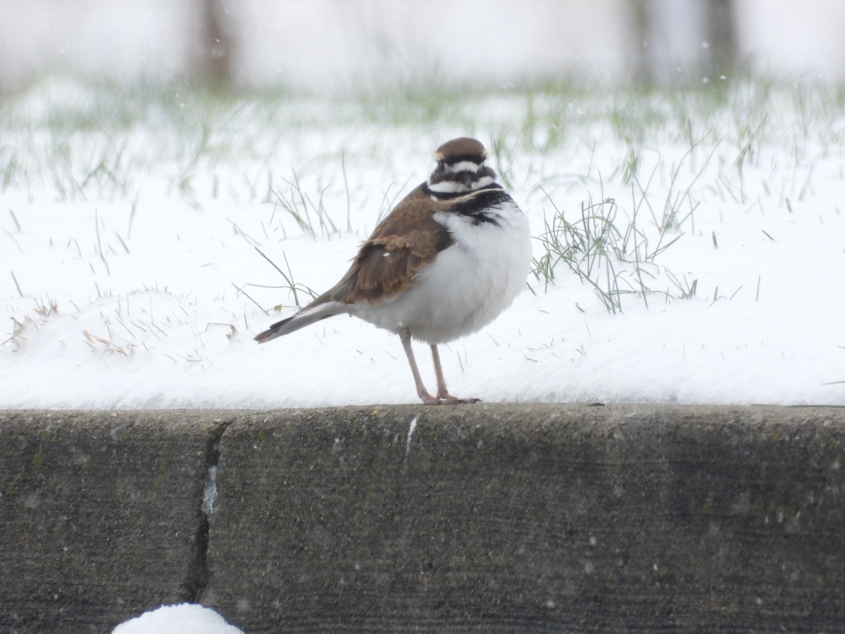 Killdeer - ML646617106