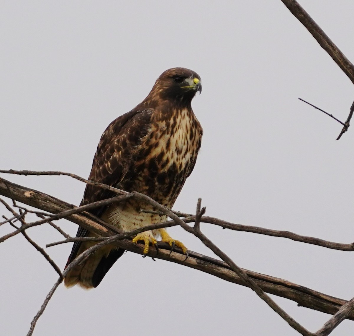 Red-tailed Hawk - ML646617107
