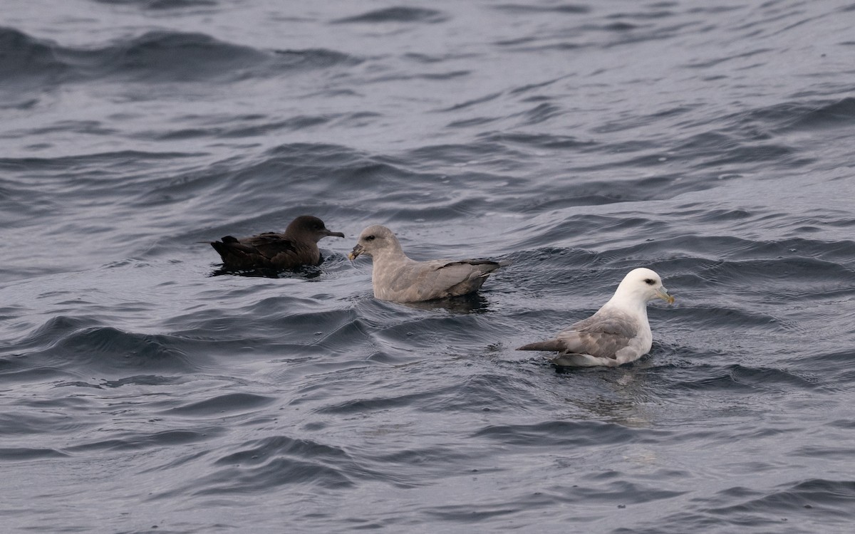 Northern Fulmar - ML646617113