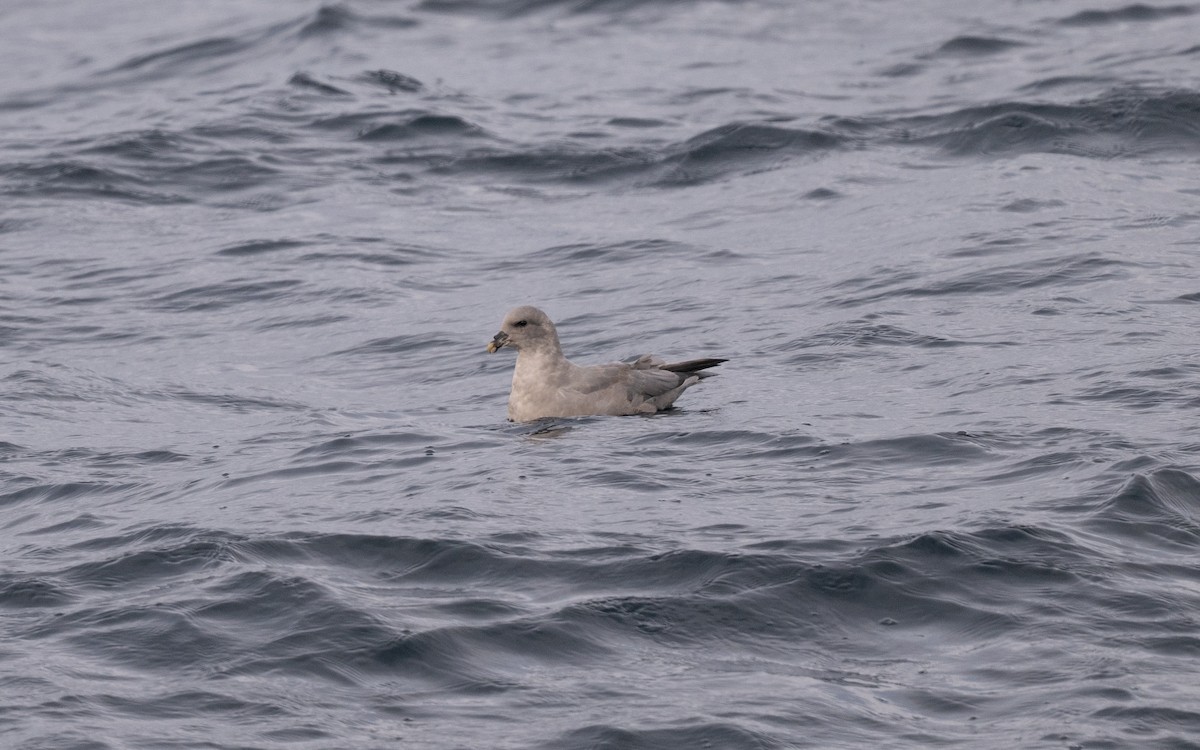 Northern Fulmar - ML646617114