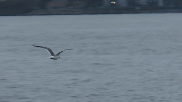 Antxeta mokogorri amerikarra - ML646617120