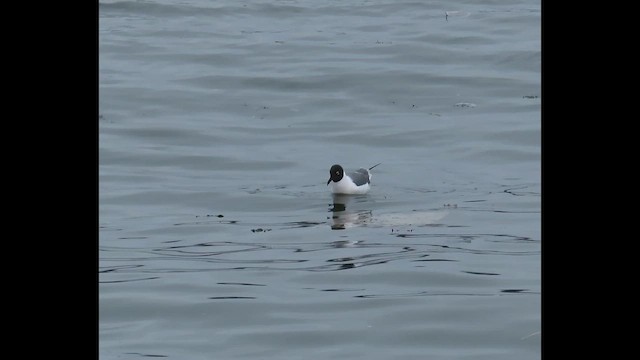 Antxeta mokogorri amerikarra - ML646617121