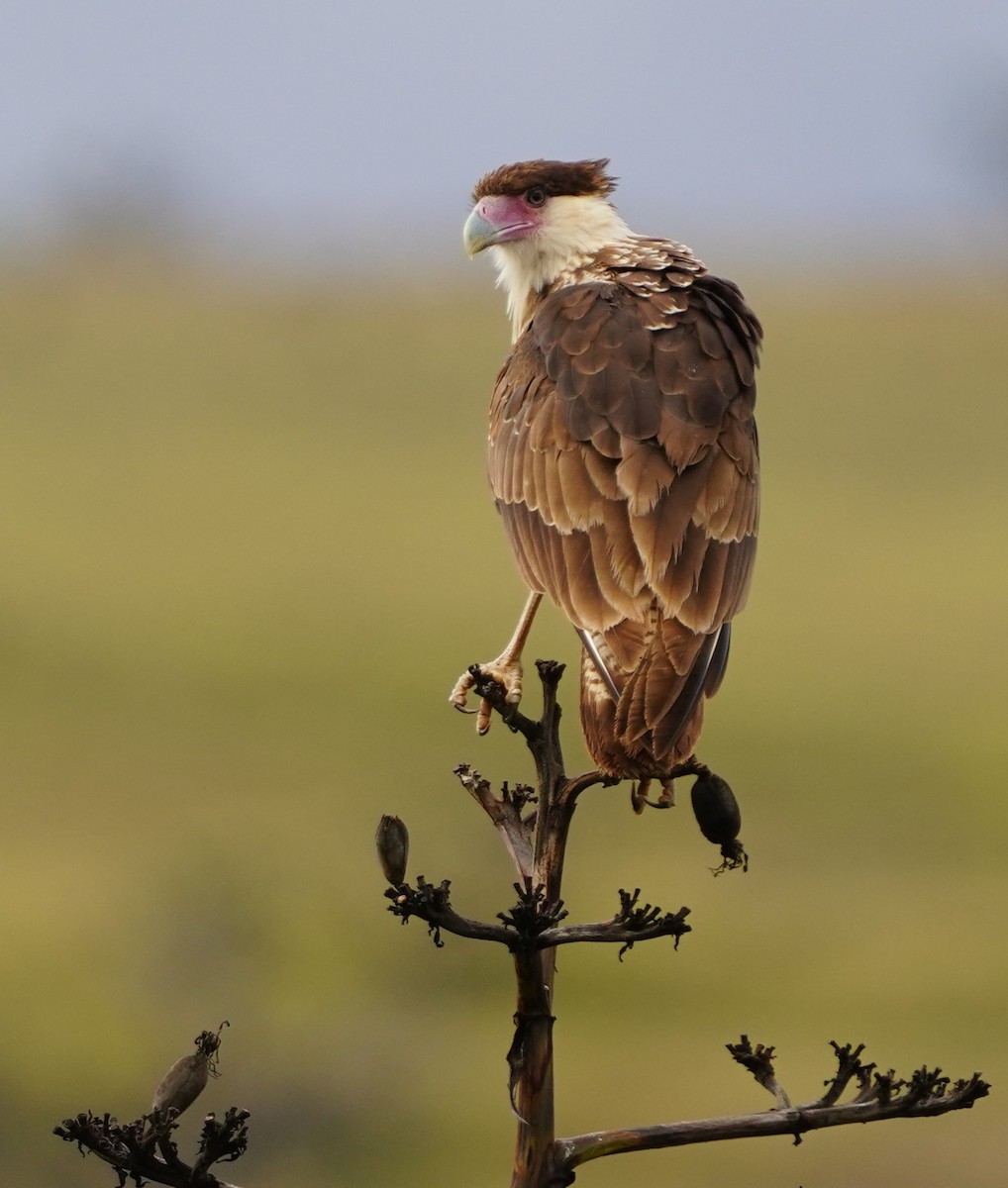 Crested Caracara - ML646617124