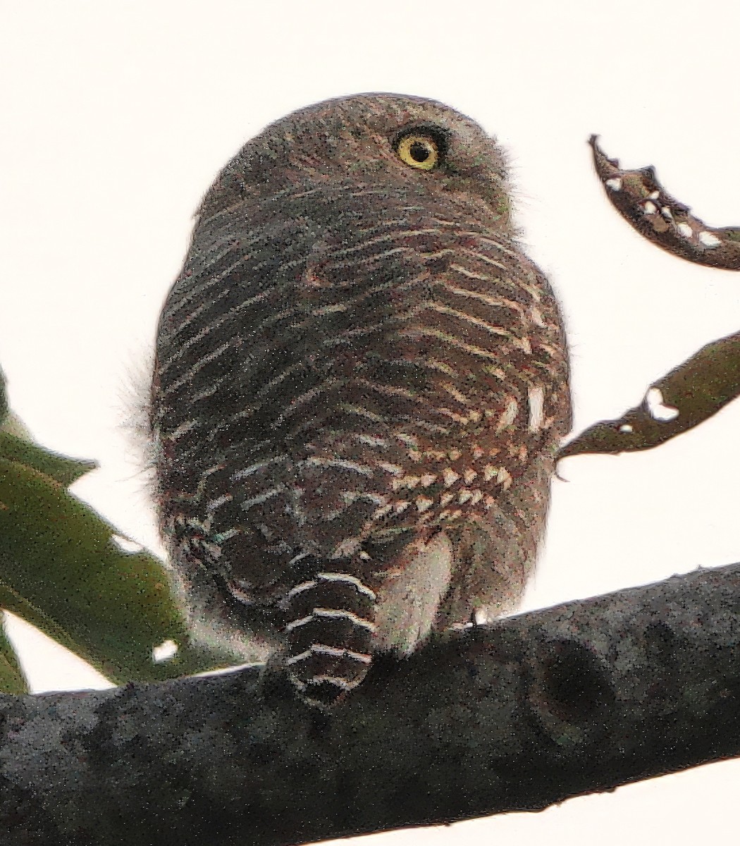 Asian Barred Owlet - ML646617128