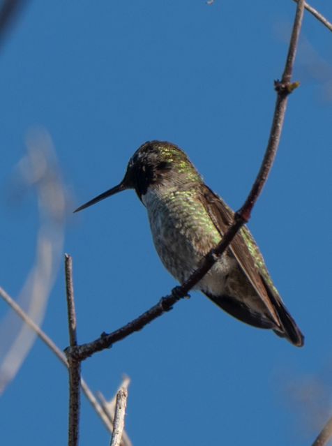 Anna's Hummingbird - ML646617133