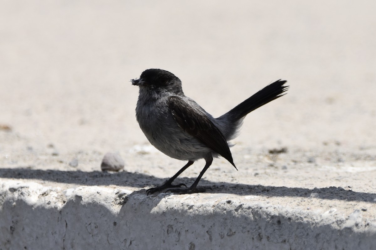 Torrent Tyrannulet - ML646617134