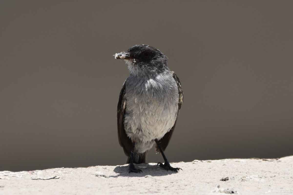 Torrent Tyrannulet - ML646617135