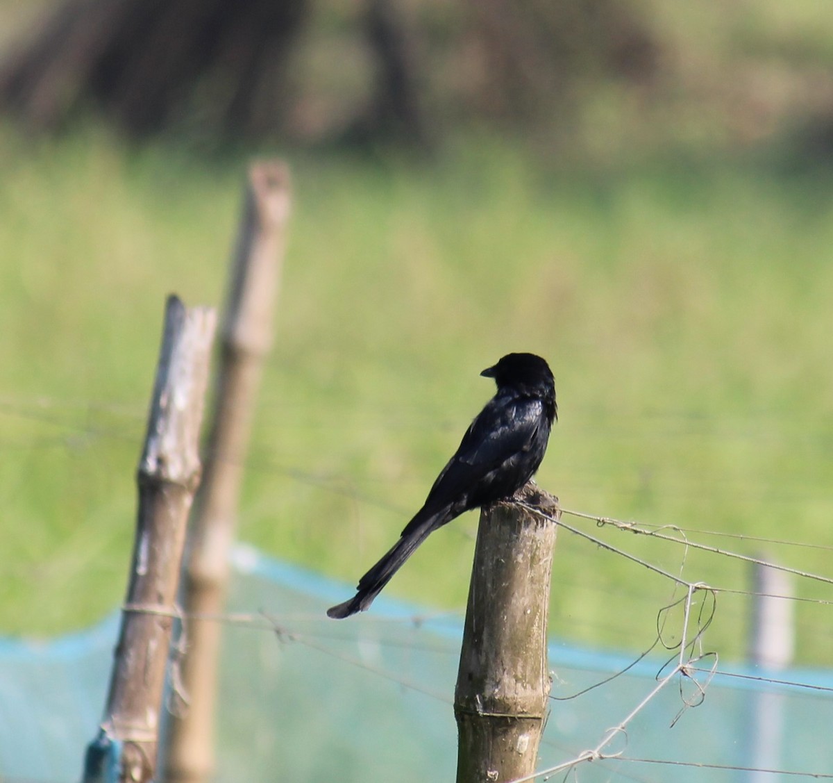 דרונגו שחור - ML646617139