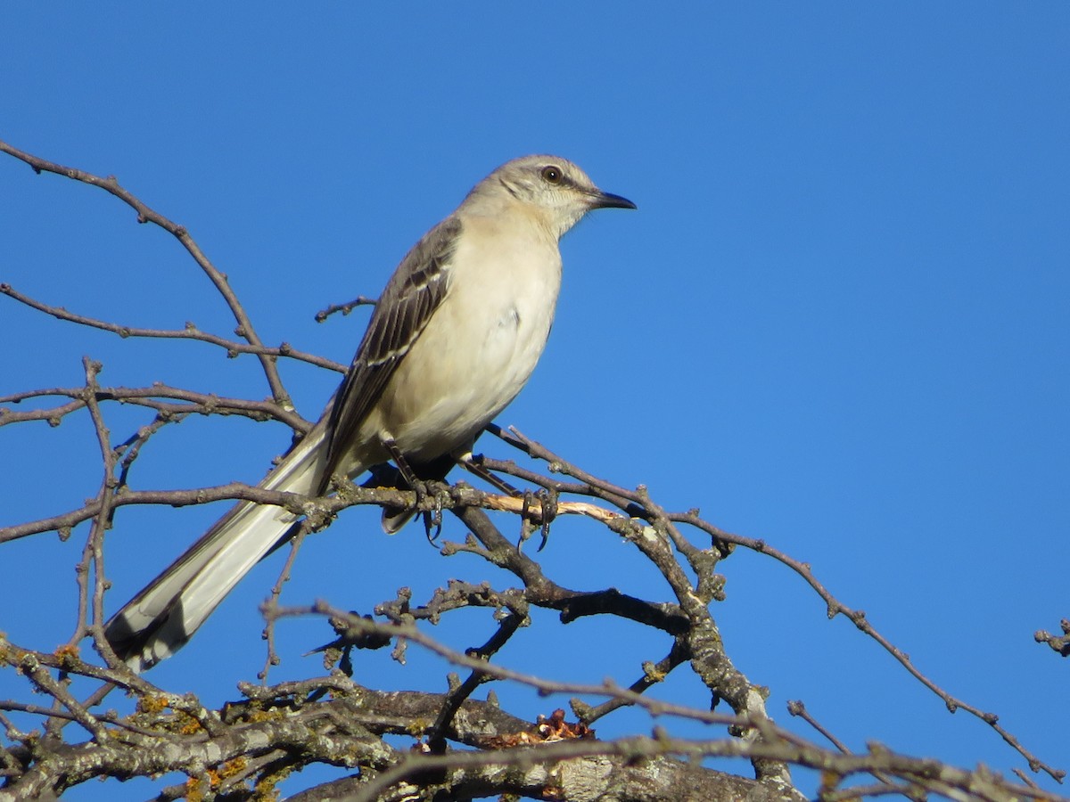 Northern Mockingbird - ML646617142
