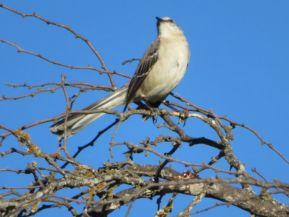 Northern Mockingbird - ML646617143
