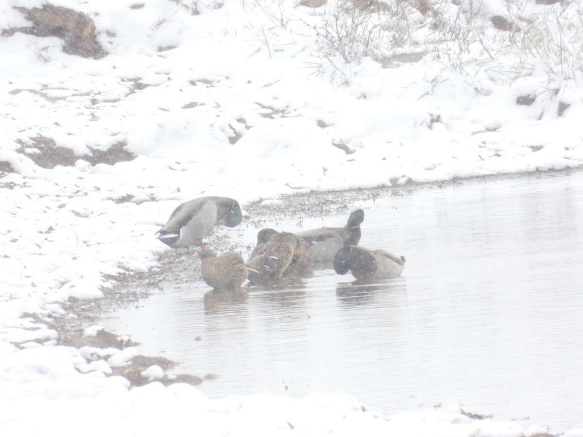 Mallard - ML646617144