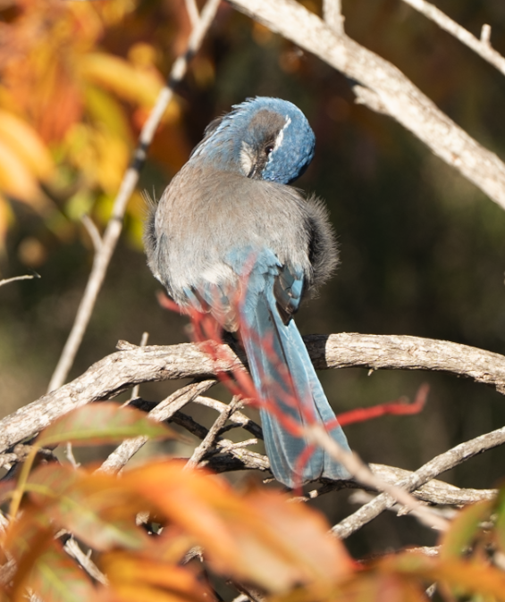 California Scrub-Jay - ML646617145