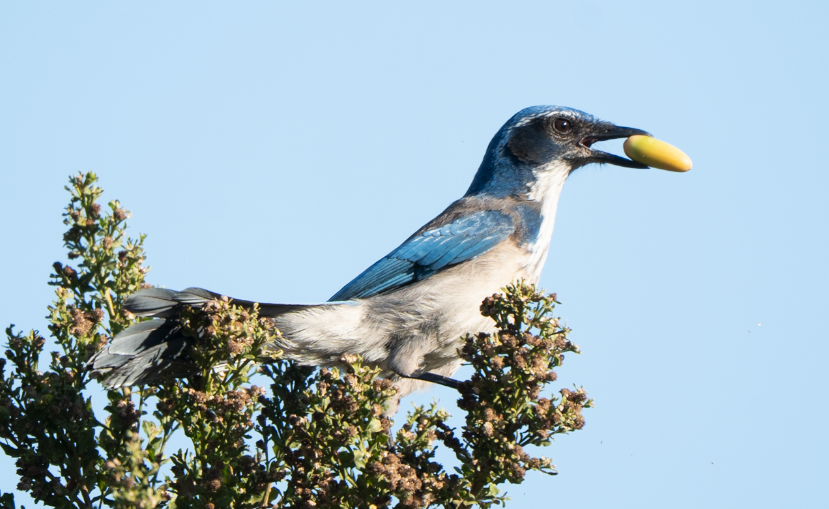 California Scrub-Jay - ML646617146