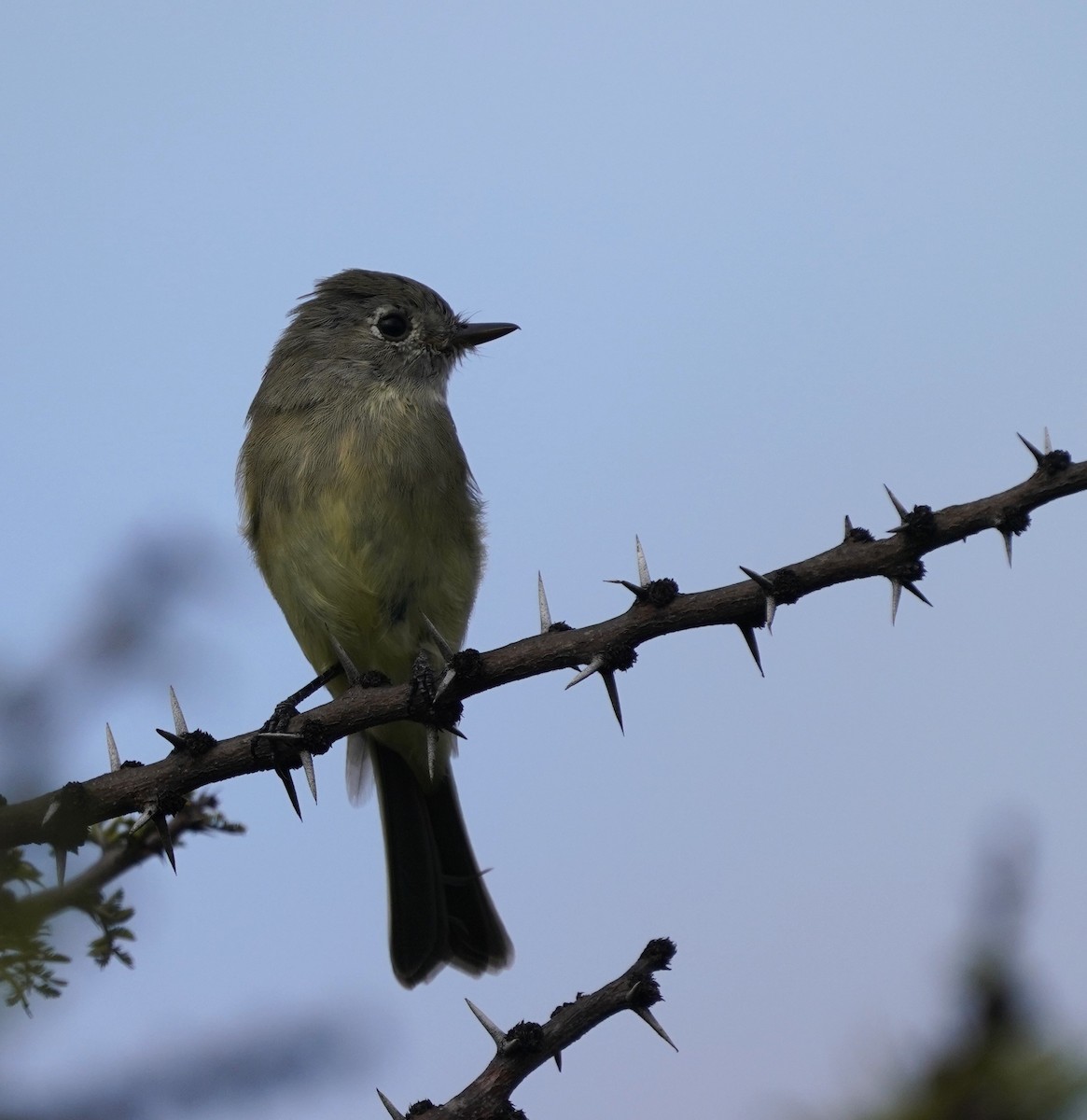 Gray Flycatcher - ML646617150