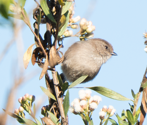 Bushtit - ML646617151