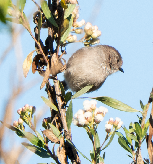 Bushtit - ML646617152