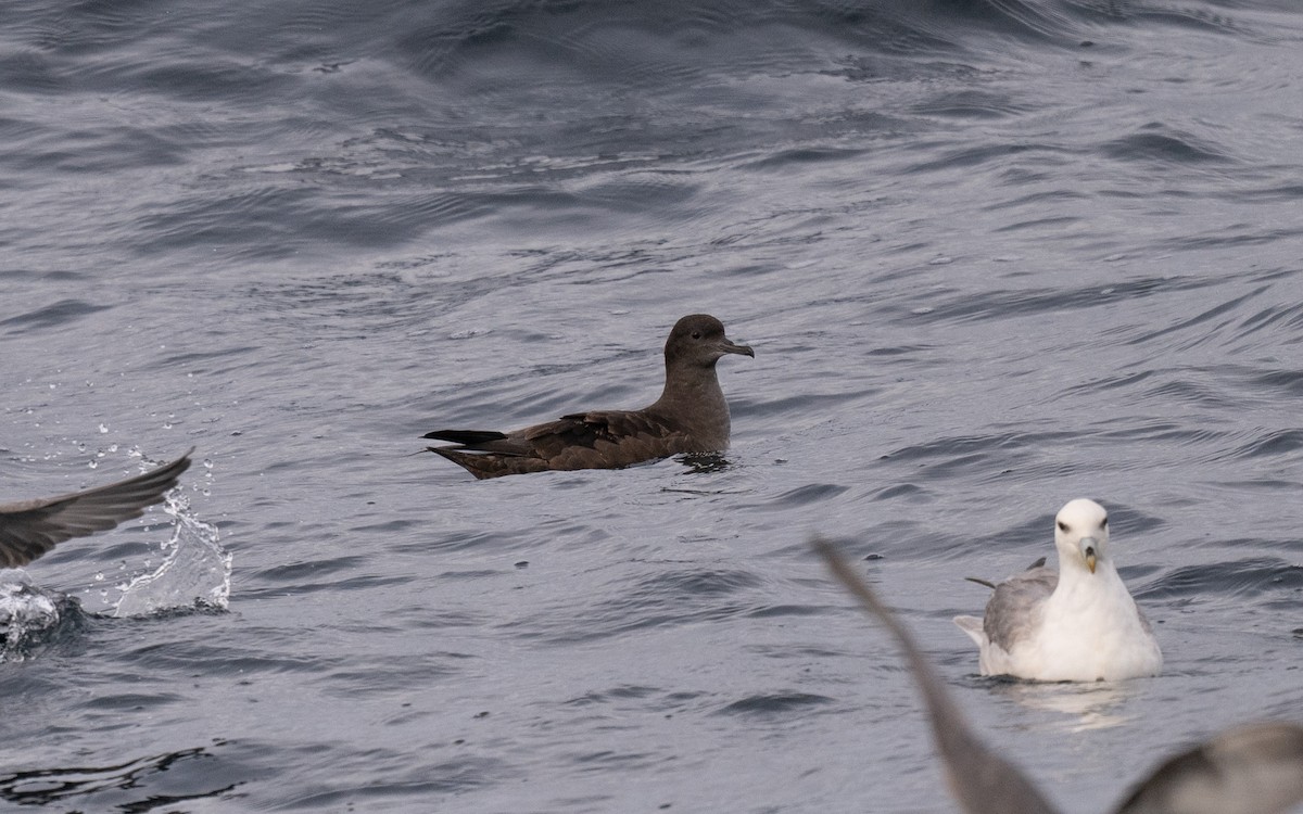 Sooty Shearwater - ML646617153
