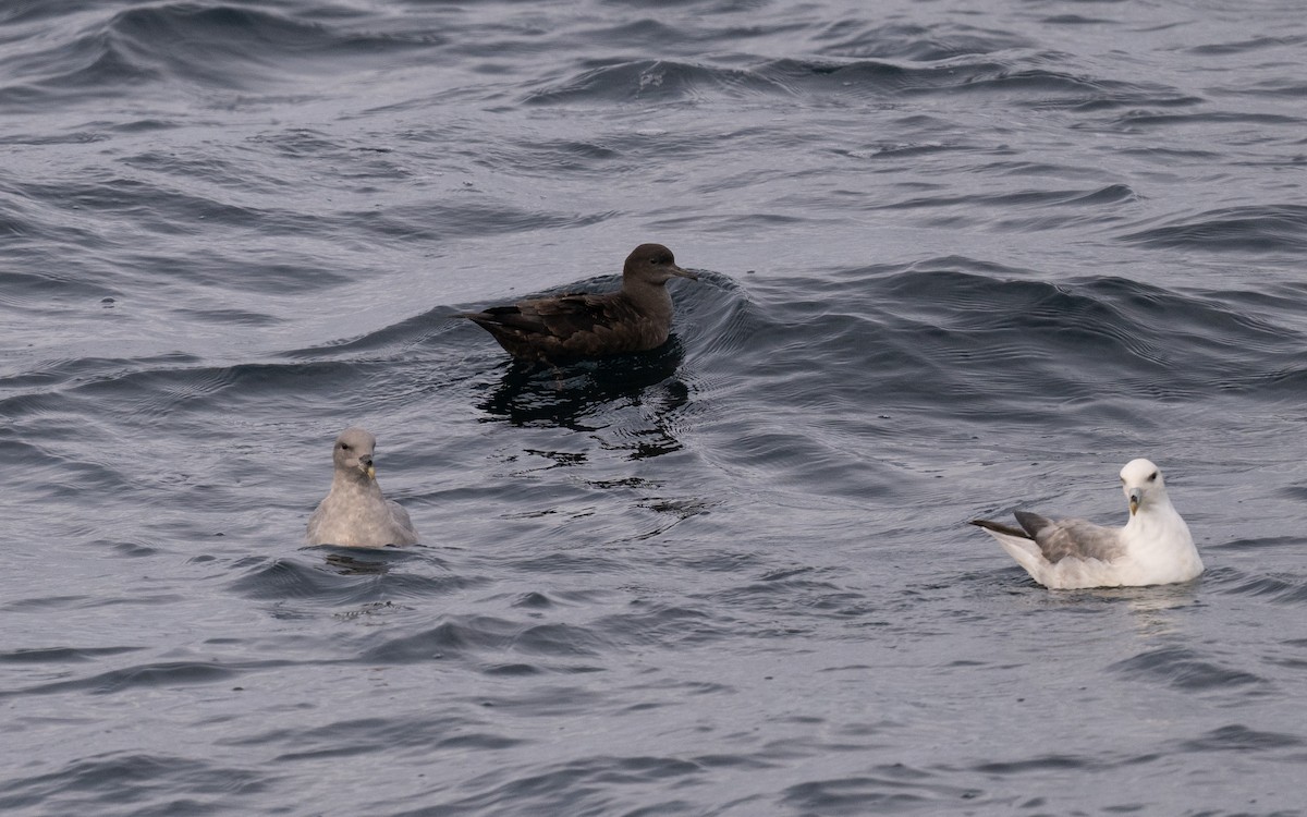 Sooty Shearwater - ML646617154