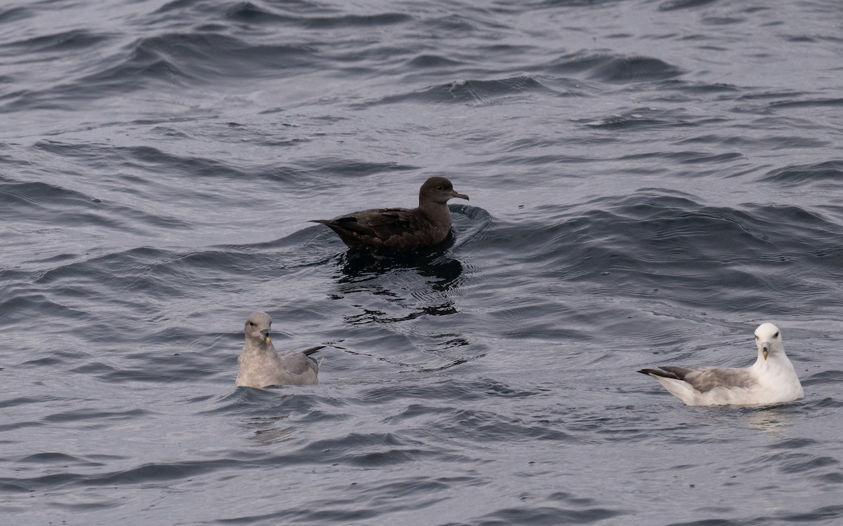 Sooty Shearwater - ML646617155