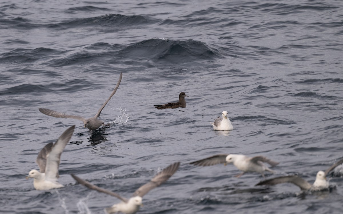 Sooty Shearwater - ML646617156
