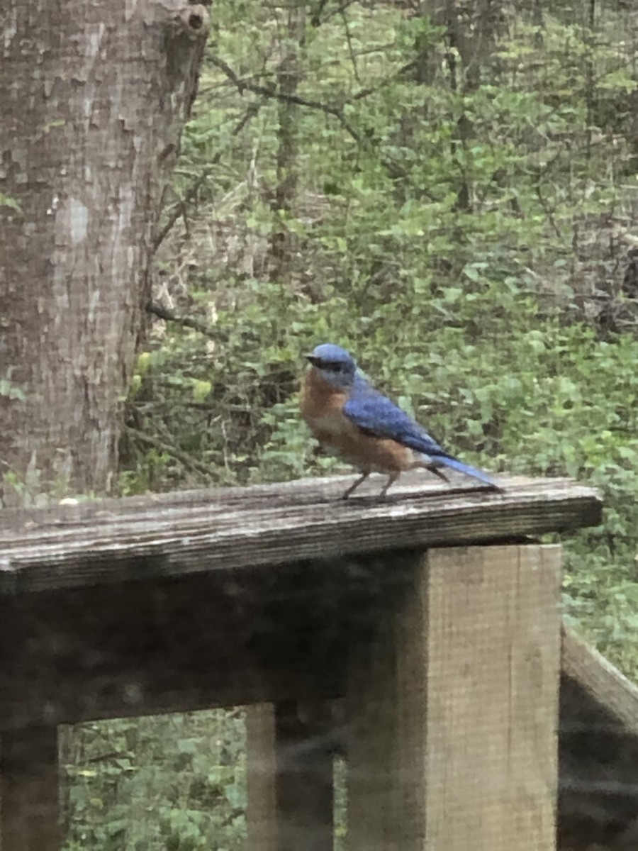 Блакитник східний - ML646617157