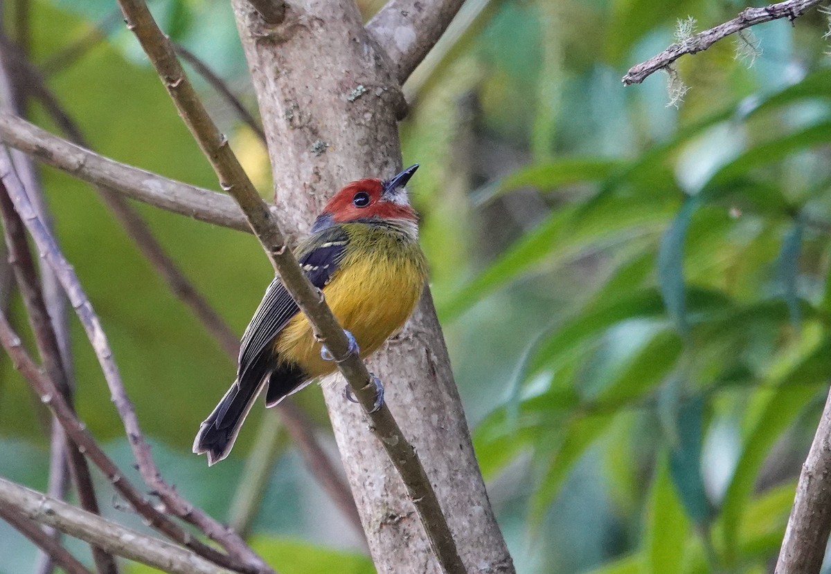 Johnson's Tody-Flycatcher - ML646617158