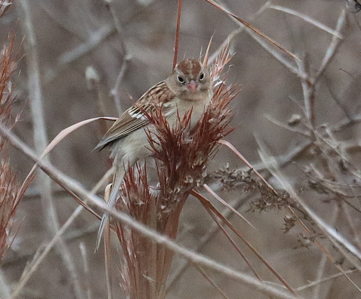 Klapperammer - ML646617159