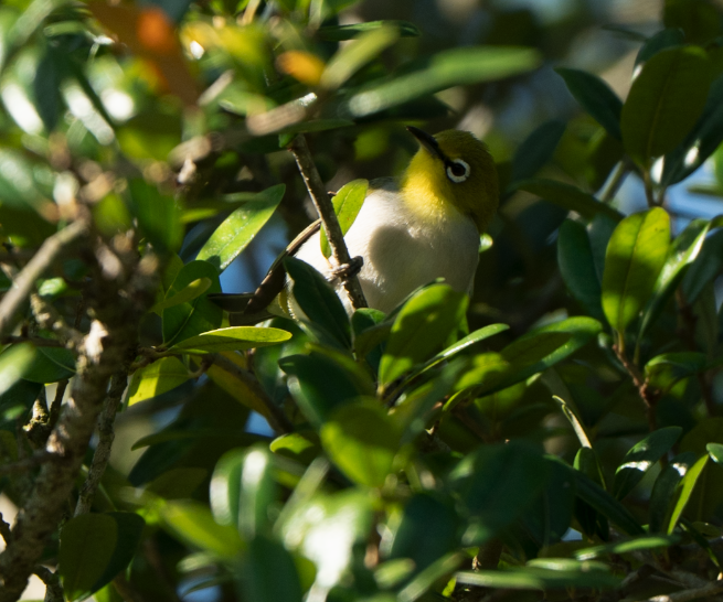 Swinhoe's White-eye - ML646617160