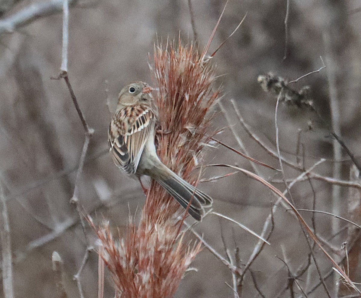 Klapperammer - ML646617161