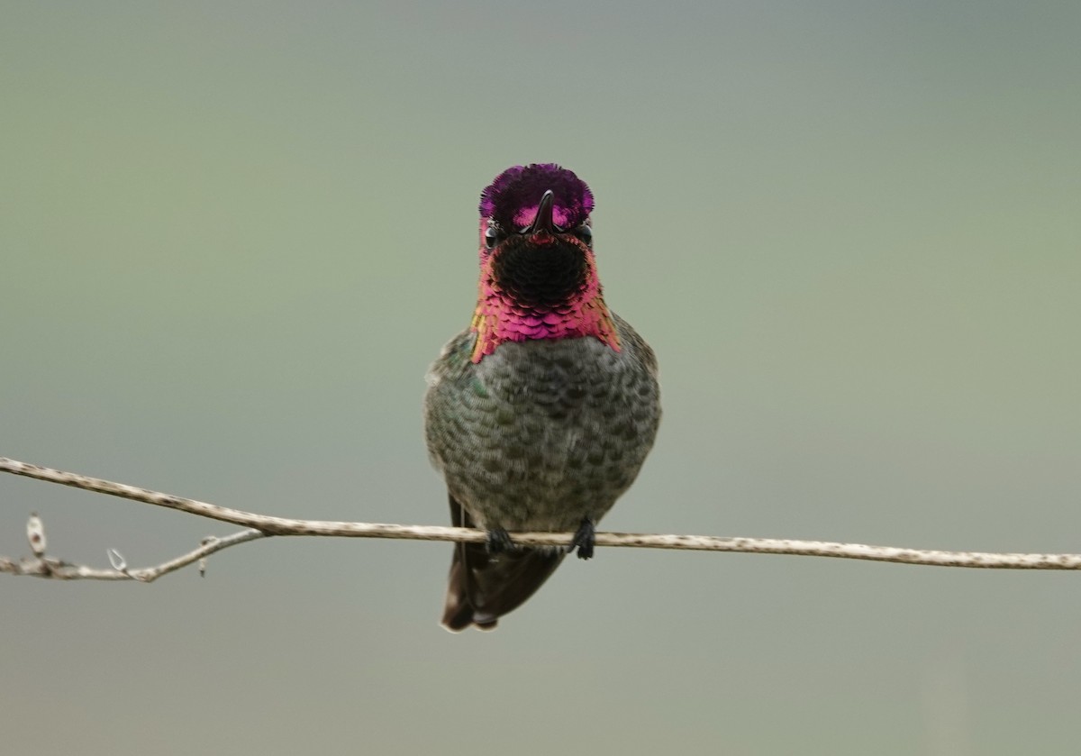 Anna's Hummingbird - ML646617162