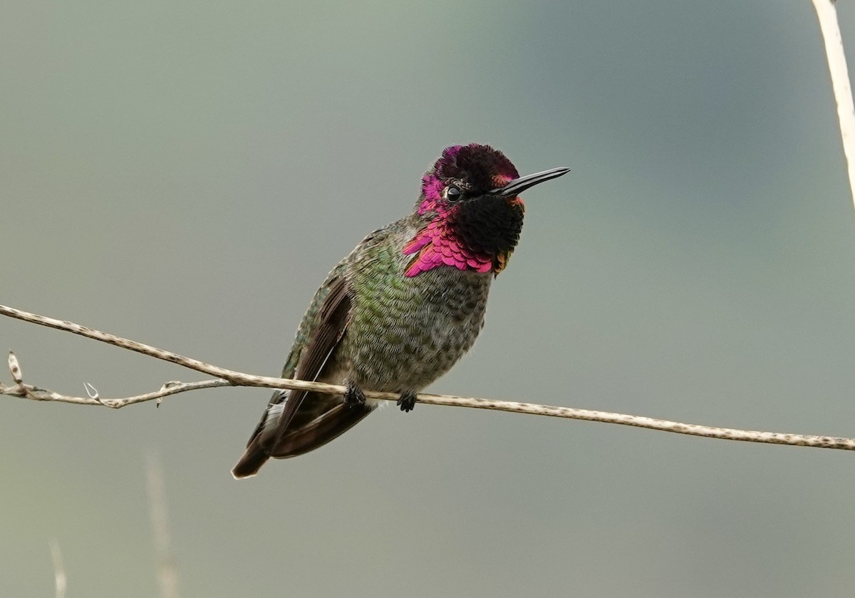 Anna's Hummingbird - ML646617163