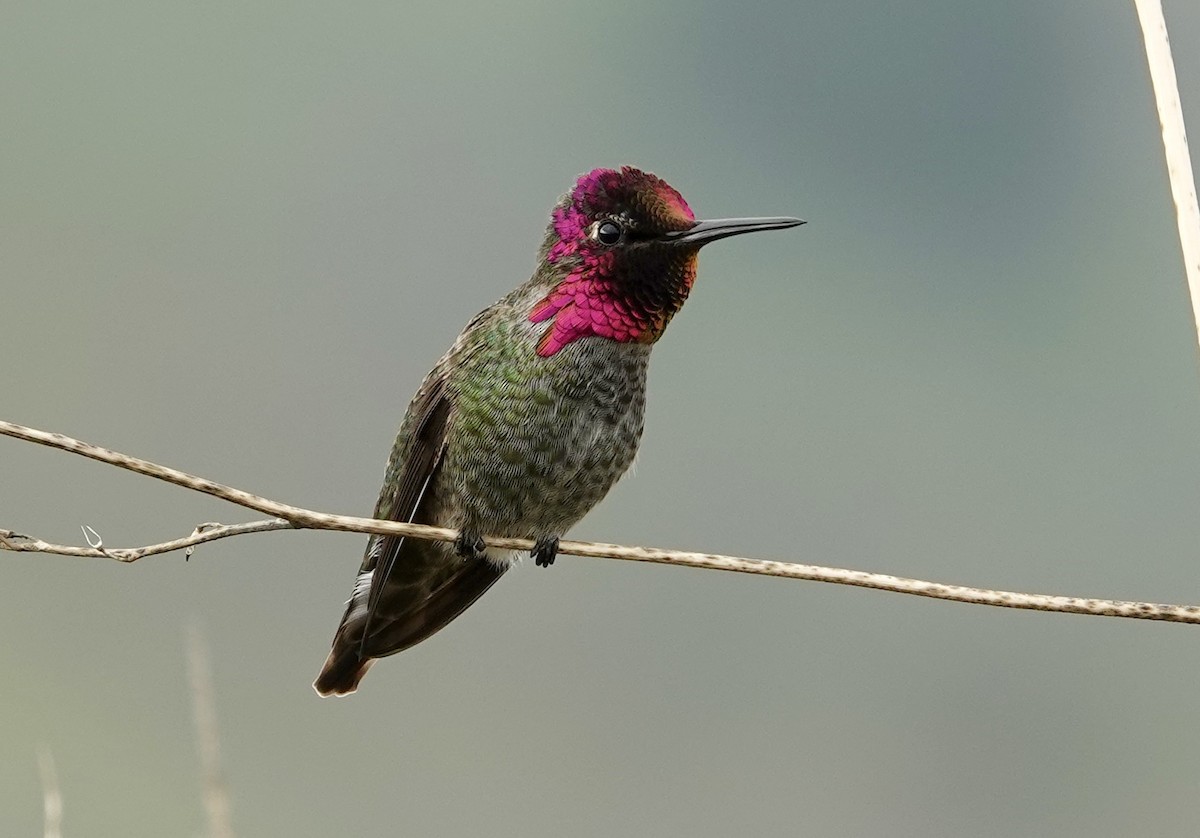 Anna's Hummingbird - ML646617164