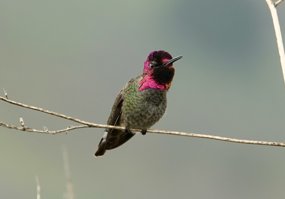 Anna's Hummingbird - ML646617165