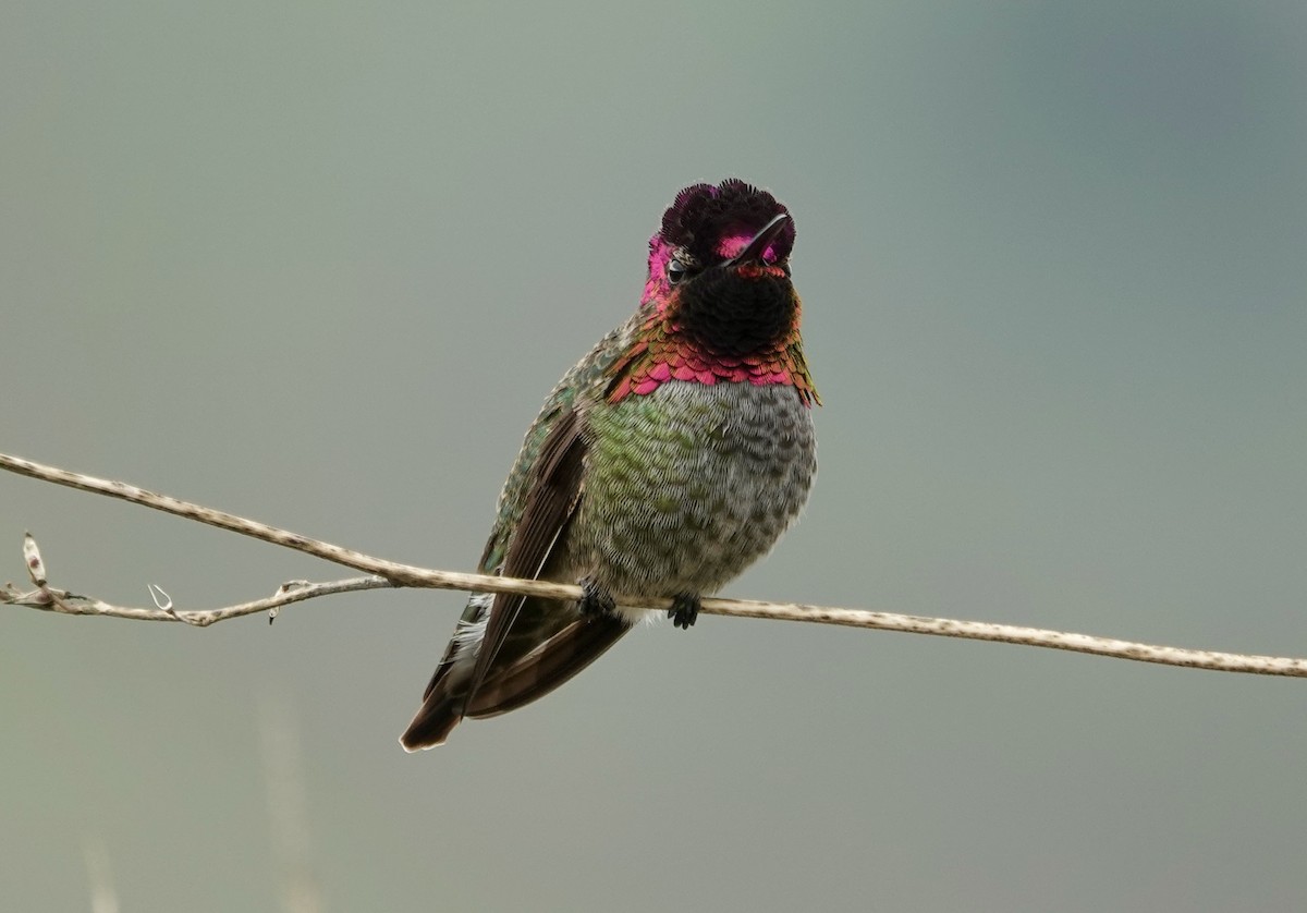 Anna's Hummingbird - ML646617166