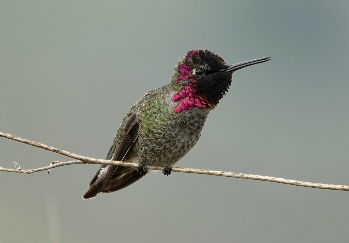 Anna's Hummingbird - ML646617167