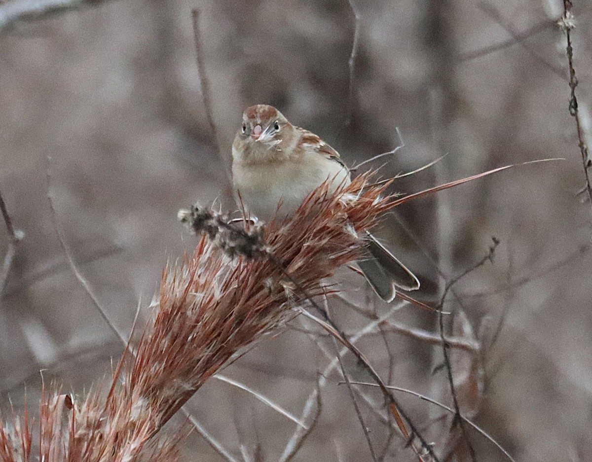 Klapperammer - ML646617168