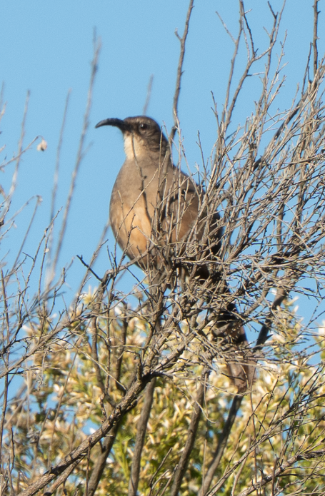 California Thrasher - ML646617176