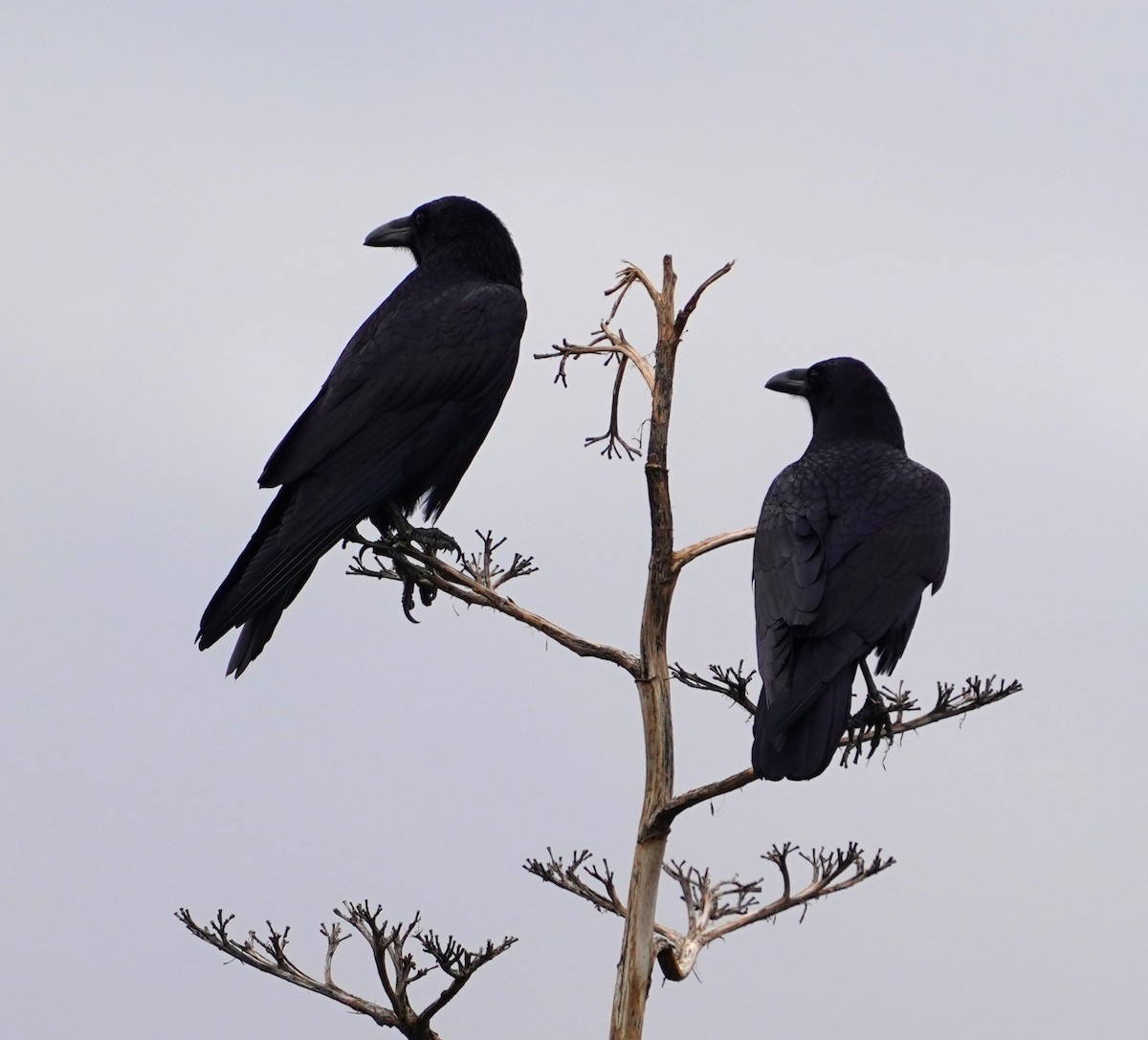 Common Raven - ML646617178