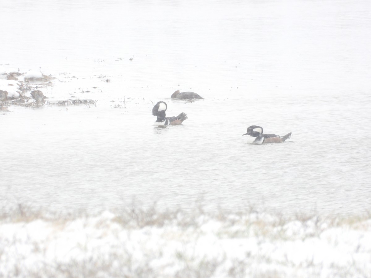 Hooded Merganser - ML646617179