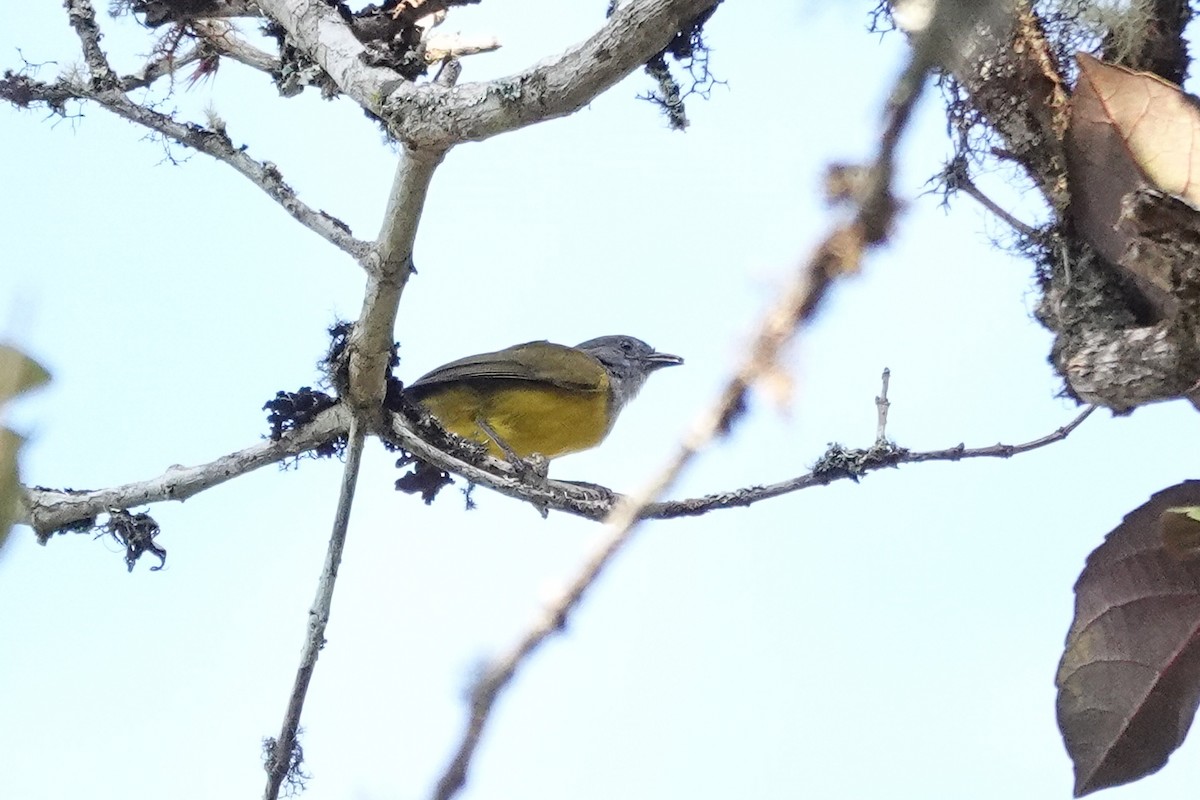 Black-billed Cnemoscopus - ML646617180