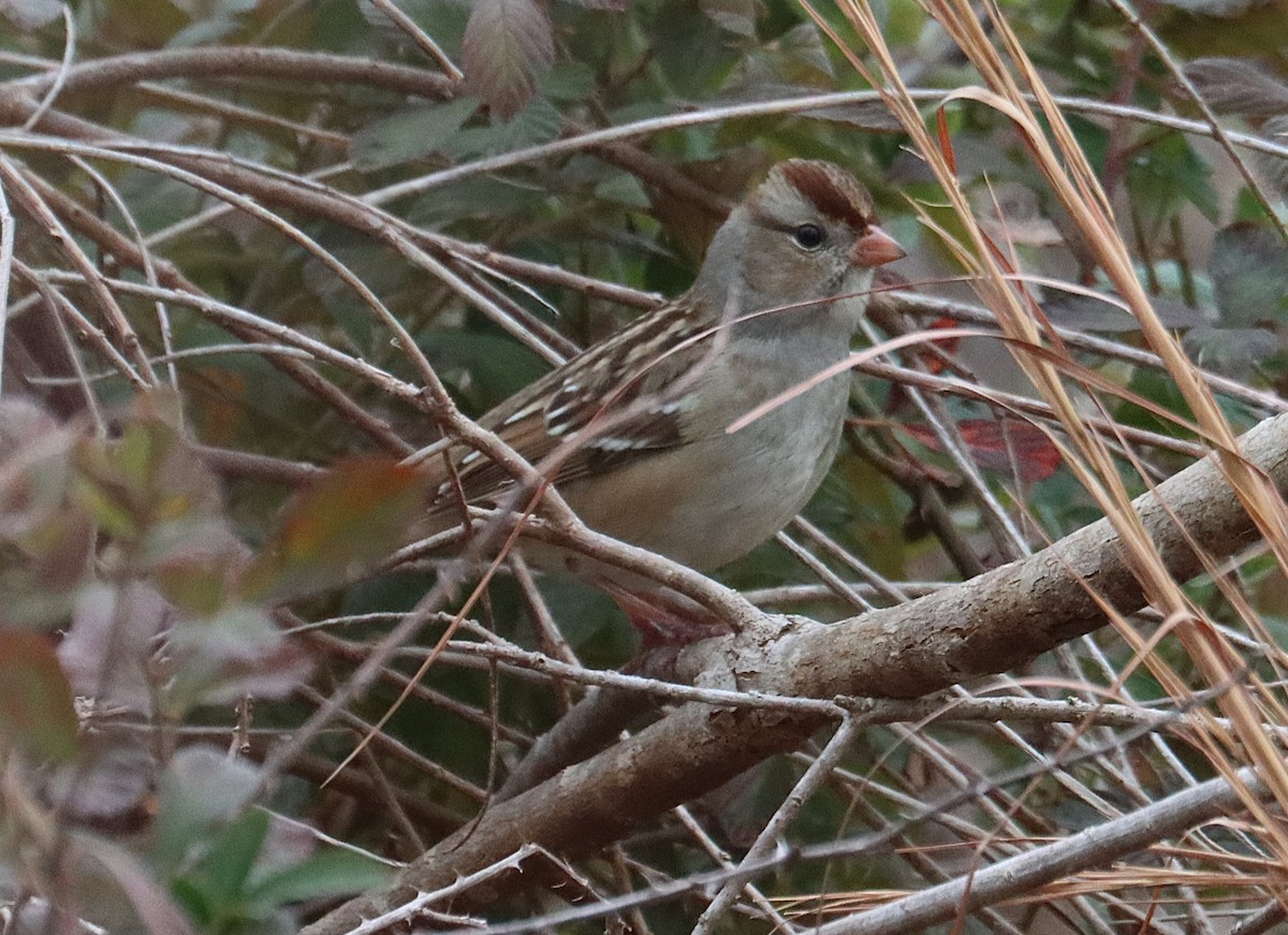 Dachsammer - ML646617182