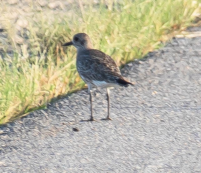 חופזי מנומר - ML646617185